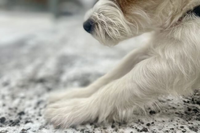 Close-up einer Hundepfote auf schneebedecktem Boden mit Streusalz – Wintergefahr für Hunde