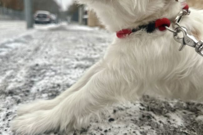ack Russell Terrier auf verschneitem Weg mit Streusalz – Vorsicht für sensible Pfoten