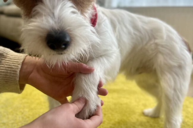 Jack Russell Terrier bei der Pflege der Pfoten mit Salbe nach Streusalz-Kontakt